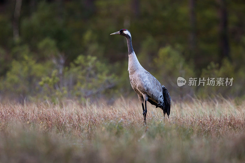 普通鹤(Grus Grus)